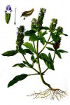 HẠ KHÔ THẢO