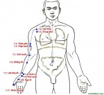 CÁC KINH HUYỆT CHÍNH: Kinh Thủ Thái âm Phế