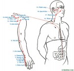 CÁC KINH HUYỆT CHÍNH: Kinh Thủ  Thái dương Tiểu trường