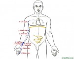 CÁC KINH HUYỆT CHÍNH: Kinh Thủ Thiếu âm Tâm