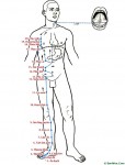 CÁC KINH HUYỆT CHÍNH: Kinh Túc Thái âm Tỳ