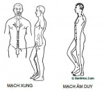 BÁT MẠCH KỲ KINH: MẠCH XUNG - MẠCH ÂM DUY