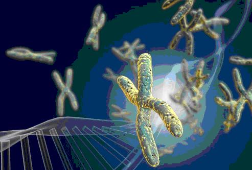 Mô hình tách riêng các telomeres ra khỏi chuỗi AND Mô hình tách riêng các telomeres ra khỏi chuỗi AND